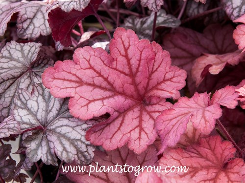 Heuchera ‘Berry Smoothie’